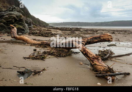 Les détritus rejetés sur Llansteffan plage après la marée haute après un hiver humide. Carmarthenshire. Le sud du Pays de Galles. UK. Banque D'Images