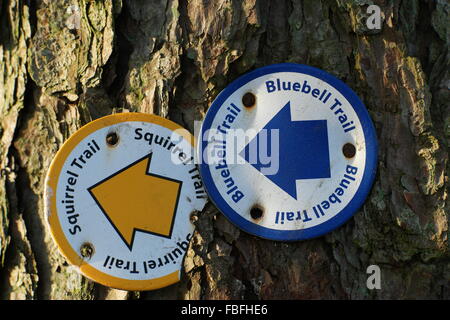 Pays coloré à pied les panneaux cloués au tronc de l'arbre Banque D'Images