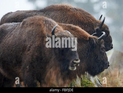 Trois bison d'Europe (ou wisents) dans leur enceinte à Wisent-Welt à Bad Berleburg, Allemagne, 12 janvier 2016. L'organisation de soutien de l'Wisent-Artenschutz-Projekt (lit.) Projet de conservation des espèces Bison a retourné un troupeau de wisents à l'état sauvage, et est la lutte contre les agriculteurs de cour sur les dommages-intérêts. PHOTO : BERND THISSEN/DPA Banque D'Images