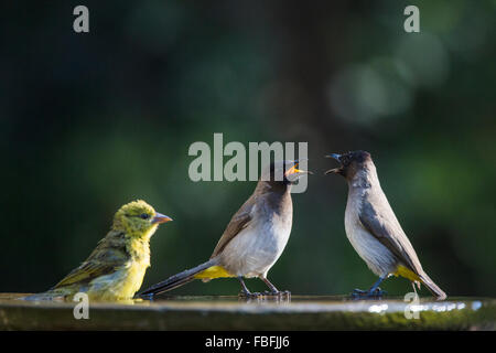 Deux black-eyed bulbul une altercation à un birdbath Banque D'Images
