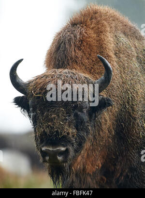 Un bison d'Europe (bison) ou dans son enclos au Wisent-Welt à Bad Berleburg, Allemagne, 12 janvier 2016. L'organisation de soutien de l'Wisent-Artenschutz-Projekt (lit.) Projet de conservation des espèces Bison a retourné un troupeau de wisents à l'état sauvage, et est la lutte contre les agriculteurs de cour sur les dommages-intérêts. PHOTO : BERND THISSEN/DPA Banque D'Images