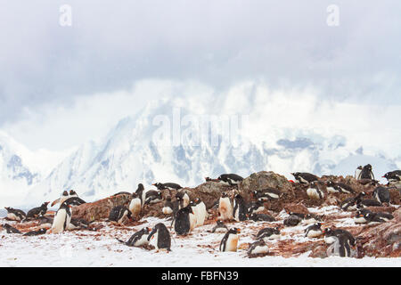 Manchots nichent en colonie sur l'Île Ronge, Antarctique. Banque D'Images