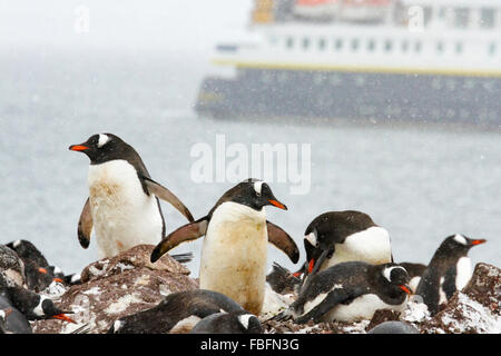 Gentoo pingouins sur l'Île Ronge, l'Antarctique avec navire à passagers de croisière. Banque D'Images