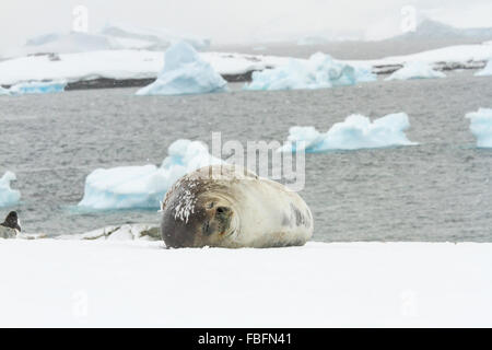 Phoque de Weddell adultes dormant sur l'Île Ronge, l'Antarctique avec des icebergs dans les eaux. Banque D'Images