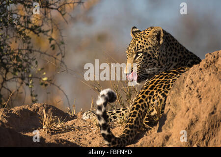 Portrait of a male leopard reposant sur une termitière Banque D'Images