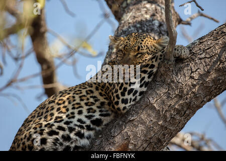 Portrait d'une femme leopard dormant sur sa patte tout en se reposant dans un arbre Banque D'Images