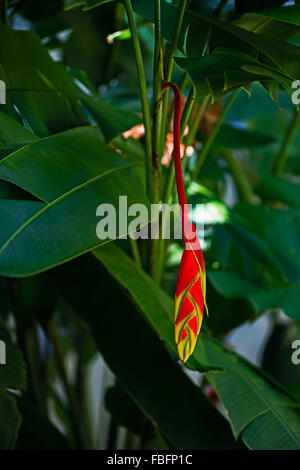 Heliconia Rostrata Hanging lobster claw fleur tropicale plante verte jaune rouge vif dans la flore Tobago Caraïbes Banque D'Images