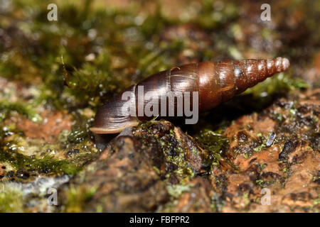 Escargot (Cochlodina porte tressé laminata). Un escargot dans la famille Clausiliidae parmi les bois morts et de la mousse Banque D'Images