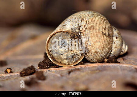 Bouche ronde (escargot Pomatias elegans). Un escargot dans la famille Pomatiidae montrant la texture de la shell Banque D'Images