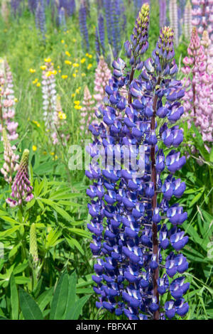 Lupinus, communément connu sous le nom de lupin ou le lupin (Amérique du Nord), est un genre de plantes de la famille des légumineuses, Fabaceae. Banque D'Images