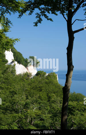 Mons Klint sont de 6 km des falaises de craie le long de la côte orientale de l'île danoise de mon dans la mer Baltique. Banque D'Images