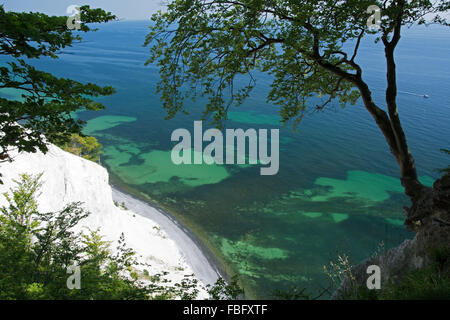 Mons Klint sont de 6 km des falaises de craie le long de la côte orientale de l'île danoise de mon dans la mer Baltique. Banque D'Images