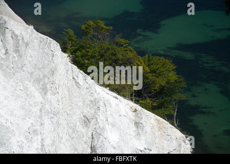 Mons Klint sont de 6 km des falaises de craie le long de la côte orientale de l'île danoise de mon dans la mer Baltique. Banque D'Images