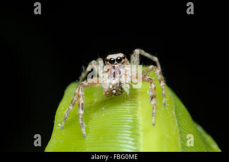 Aussie Bronze thomisidae, Helpis minitabunda, à Pacé, New South Wales, Australie. Banque D'Images