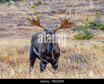 Bull Moose en Alaska pendant le rut d'automne Banque D'Images