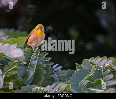 Japanese white-eye Banque D'Images