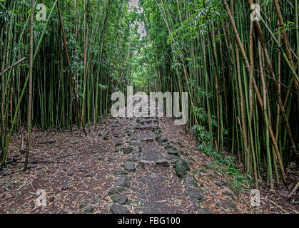 Chemin de pierre dans la forêt de bambou le long de la Pipiwai Trail dans le Parc National de Haleakala Banque D'Images