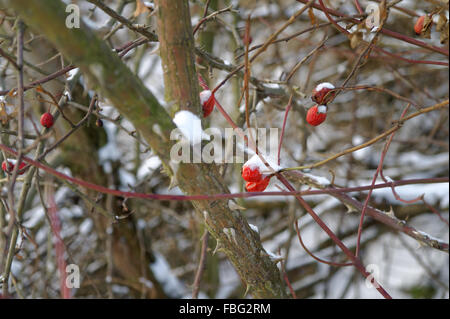 Sorbe rouge sur les rameaux sans feuilles couvertes par la neige Banque D'Images