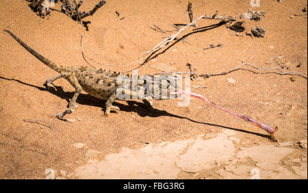 Caméléon Namaqua (Chamaeleo namaquensis) emporte un ver avec sa langue près de Swakopmund dans le désert du Namib, Namibie Banque D'Images