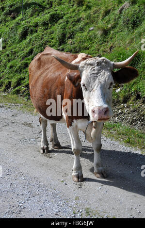 Les vaches à la montagne Dachstein, en Autriche, en août. Banque D'Images