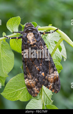 Tête de mort (Acherontia atropos Hawk) sur le plant de pomme de terre, Tyrol, Autriche Banque D'Images