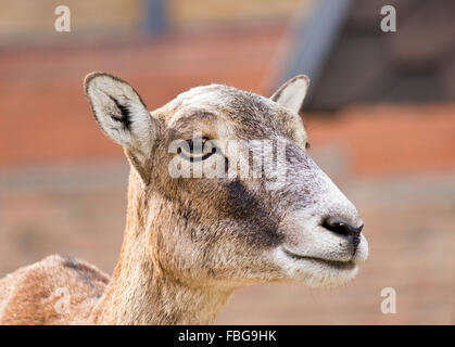 Mouflon (Ovis musimon)-femelle Banque D'Images