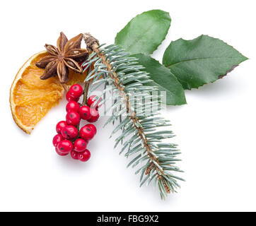 Holly européen, étoile d'anis et de la fourrure-arbre branche arrière-plan blanc. Banque D'Images