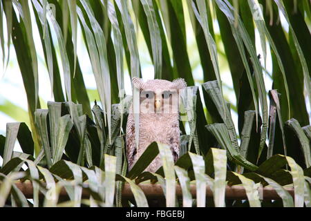 Prescription d'eagle-owl (Bubo sumatranus) dans le sud de la Thaïlande Banque D'Images