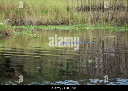 Alligator natation le long de la rivière Myakka. Banque D'Images