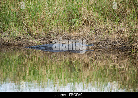 Alligator lui-même au soleil au bord de la rivière. Banque D'Images