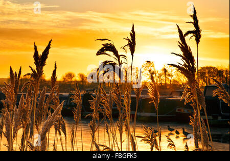 Lever de soleil sur la Marina, Rufford, Lancashire, Royaume-Uni. 16 janvier 2016. Météo France continue à être froide avec de la glace et du givre. Un beau lever de soleil élève au-dessus des collines pennine matériel roulant, silhouetting le canal de repos des bateaux sur le port de plaisance de Sainte Marie dans le Lancashire. [Image réalisée à partir d'une terre publique] Credit : Cernan Elias/Alamy Live News Banque D'Images