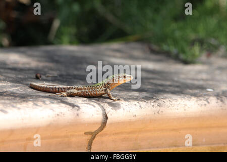 Lézard des murailles italien Banque D'Images