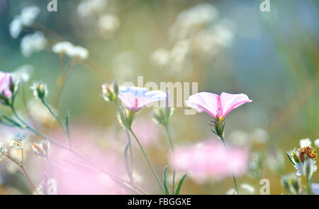 Fleurs roses du tabac éclairé par des rayons de soleil sur terrain Banque D'Images