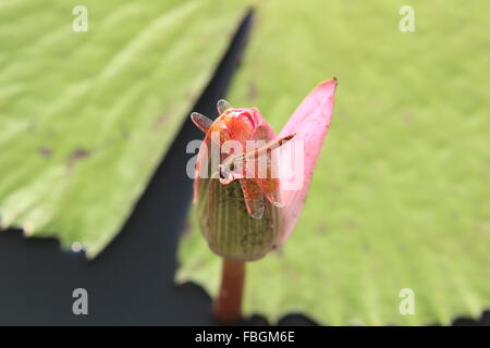 Libellule sur fleur de lotus rose Banque D'Images