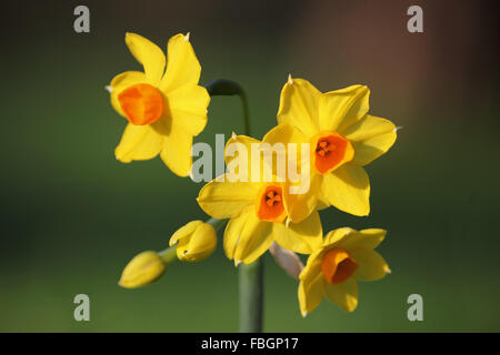 Hampton Court, London, UK. 16 janvier 2016. Le temps doux a causé de nombreuses plantes à fleurs de printemps et d'arbres à floraison beaucoup plus tôt que la normale, comme ce Narcisse 'Grand Soleil d'Or' une variété de Narcisse. Credit : Julia Gavin UK/Alamy Live News Banque D'Images