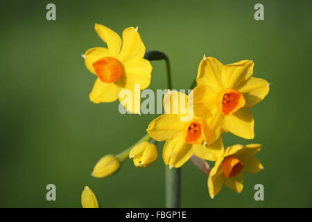 Hampton Court, London, UK. 16 janvier 2016. Le temps doux a causé de nombreuses plantes à fleurs de printemps et d'arbres à floraison beaucoup plus tôt que la normale, comme ce Narcisse 'Grand Soleil d'Or' une variété de Narcisse. Credit : Julia Gavin UK/Alamy Live News Banque D'Images