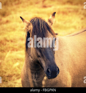 Portrait de cheval sauvage à sunsetpe Banque D'Images