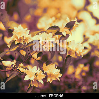 Vintage fleurs de jasmin foisonnent sur Bush Banque D'Images