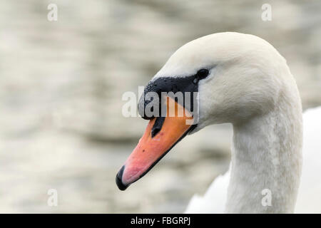 Mute swan (Cygnus olor). Close up de la tête des mâles adultes. Banque D'Images