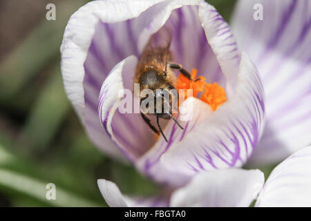 Macro - insectes - abeille sur crocus rayé violet Banque D'Images