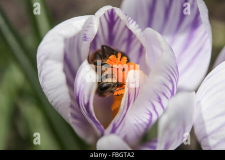 Macro - insectes - abeille sur crocus rayé violet Banque D'Images