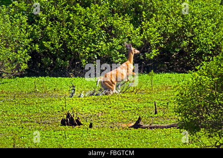 Un cerf de doe deer dans une zone humide zone de marais dans le comté de Monroe, Indiana, USA. Banque D'Images