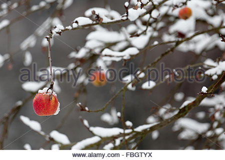 Coburg, Allemagne. 16 janvier 2016. Une pomme rouge s'accroche à une branche brisée lourde de neige à Coburg, en Allemagne. La Bavière connaît actuellement ses températures les plus froides de l'hiver jusqu'à présent avec moins 15 et sous-estimées pour demain. Crédit : ClearPix/Alay Live News Banque D'Images