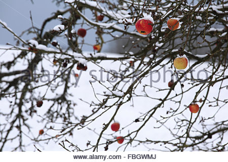 Coburg, Allemagne. 16 janvier 2016. Les pommes rouges s'accrochent aux branches de Coburg, en Allemagne, alors que l'hiver s'installe avec de fortes chutes de neige.les températures ont fortement chuté ces derniers jours et moins 15 ou moins est maintenant prévu pour demain dans l'ensemble de l'État. Crédit : ClearPix/Alay Live News Banque D'Images