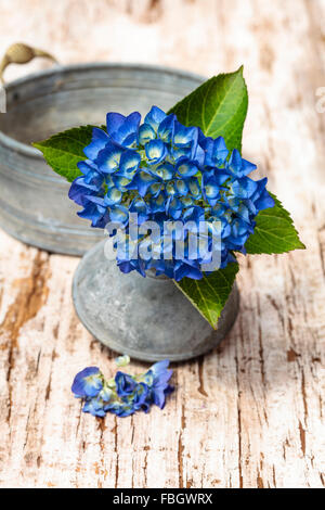 Hortensia bleu, de la tuyère d'un arrosoir comme un vase, métro, Banque D'Images