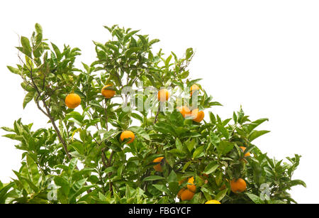 Les oranges de plus en plus isolé sur fond blanc Banque D'Images
