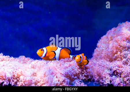 Ocellaris clownfish Amphiprion ocellaris (natation) parmi les anémones. Banque D'Images