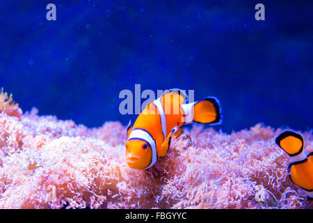 Ocellaris clownfish Amphiprion ocellaris (natation) parmi les anémones. Banque D'Images