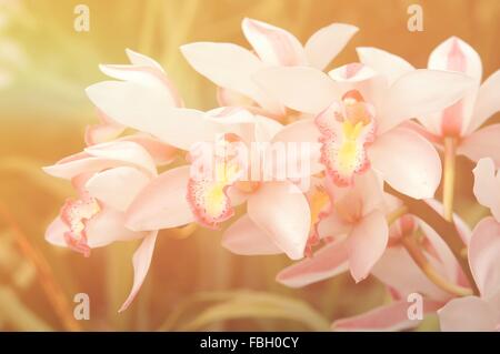 Cymbidium sp avec flare light Banque D'Images