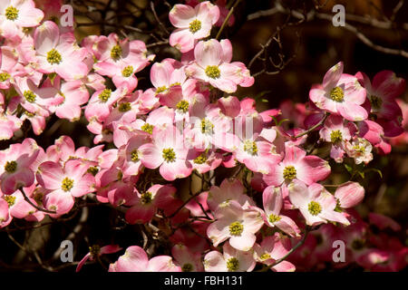 Fleurs de cornouiller rose et blanc au printemps. Banque D'Images